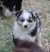 Oakley - Blue Merle Female 1, a female Miniature Australian Shepherd for sale in Lawton, OK – 5 of 8