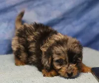 Freckles - Blue Merle Male 1, a male Miniature Aussiedoodle for sale in Lawton, OK – 2 of 10