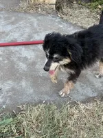 Freckles - Black Phantom Male 1, a male Miniature Aussiedoodle for sale in Lawton, OK – 9 of 10