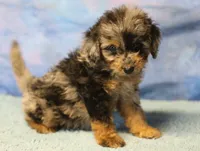 Freckles - Blue Merle Male 1, a male Miniature Aussiedoodle for sale in Lawton, OK – 10 of 10