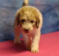 Tiffany - Merle Parti Female, a female Goldendoodle for sale in Lawton, OK – 7 of 9