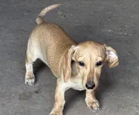 Audi - Cream Female, a female Miniature Dachshund for sale in Lawton, OK – 6 of 7