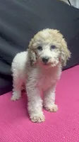 CT - Merle Parti Female, a female Goldendoodle for sale in Lawton, OK – 2 of 10