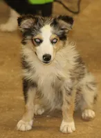 Oakley - Blue Merle Female 3, a female Miniature Australian Shepherd for sale in Lawton, OK – 3 of 10