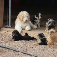 Target - Cream Male, a male Goldendoodle for sale in Lawton, OK – Photo 3 of 8