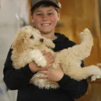 Target - Cream Male, a male Goldendoodle for sale in Lawton, OK – Photo 7 of 8