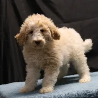 Target - Cream Male, a male Goldendoodle for sale in Lawton, OK – Photo 2 of 8