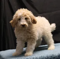 processed/36180fa9-48bf-43b5-bd6c-12d254bd4cc7/listing/33601464-82ad-4ae1-98fb-3c4cd1f4b01f/5a27ef1d-7eb7-4392-9a0d-5938a389b42f