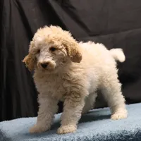 Target - Cream Male, a male Goldendoodle for sale in Lawton, OK – Photo 8 of 8