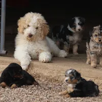 Target - Cream Male, a male Goldendoodle for sale in Lawton, OK – Photo 1 of 8