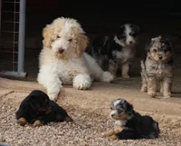 Target - Cream Male, a male Goldendoodle for sale in Lawton, OK – Photo 1 of 8