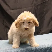 Target - Cream Male, a male Goldendoodle for sale in Lawton, OK – Photo 6 of 8