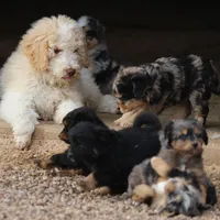 Target - Cream Male, a male Goldendoodle for sale in Lawton, OK – Photo 4 of 8