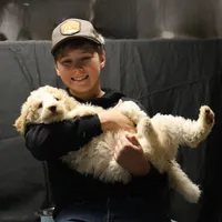 Target - Cream Male, a male Goldendoodle for sale in Lawton, OK – Photo 5 of 8