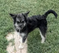 Fluffy - Black Tri Male 1, a male Miniature Aussiedoodle for sale in Lawton, OK – 4 of 10