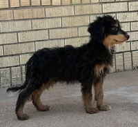 Freckles - Black Phantom Male 2, a male Miniature Aussiedoodle for sale in Lawton, OK – 5 of 10