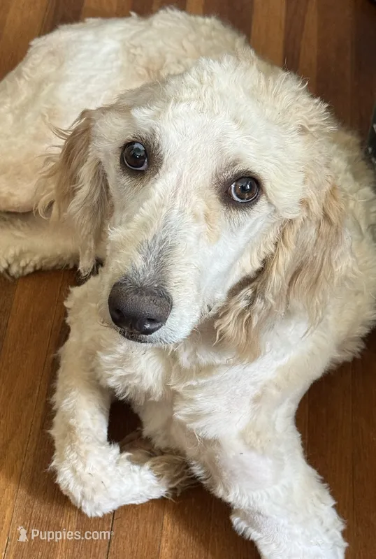 Zoe - Apricot Parti Female 2 – Bernedoodle puppy for sale in Lawton, OK