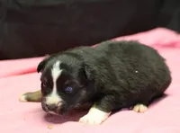 Oakley - Black Tri Female, a female Miniature Australian Shepherd for sale in Lawton, OK – Photo 3 of 4