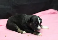 Oakley - Black Tri Female, a female Miniature Australian Shepherd for sale in Lawton, OK – Photo 2 of 4