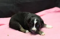 Oakley - Black Tri Female, a female Miniature Australian Shepherd for sale in Lawton, OK – Photo 1 of 4
