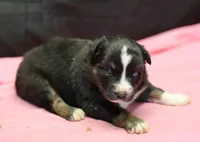 Oakley - Black Tri Female, a female Miniature Australian Shepherd for sale in Lawton, OK – Photo 4 of 4