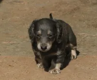 Chloe - Blue & Cream Female, a female Miniature Dachshund for sale in Lawton, OK – 10 of 10