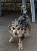 Freckles - Blue Merle Male 2, a male Miniature Aussiedoodle for sale in Lawton, OK – 3 of 10