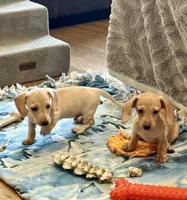 Audi - Light Cream Male, a male Miniature Dachshund for sale in Lawton, OK – 2 of 10