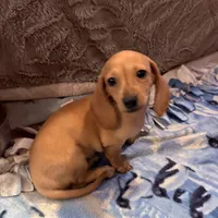 Audi - Cream Female, a female Miniature Dachshund for sale in Lawton, OK – 5 of 9