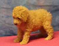 Tiffany - Cream Female, a female Goldendoodle for sale in Lawton, OK – 3 of 10
