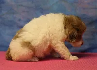 Tiffany - Merle Parti Female, a female Goldendoodle for sale in Lawton, OK – 3 of 9