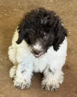 Tiffany - Chocolate Parti Female , a female Goldendoodle for sale in Lawton, OK – 2 of 2