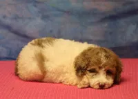 Tiffany - Merle Parti Female, a female Goldendoodle for sale in Lawton, OK – 5 of 9