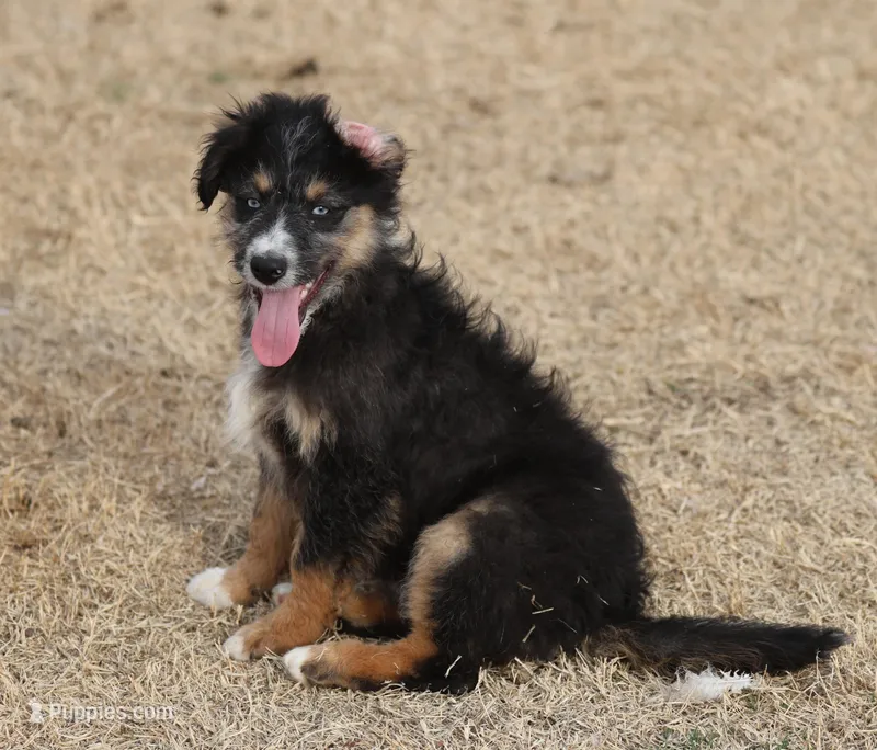 Briley - Black Tri Male – Miniature Aussiedoodle puppy for sale in Lawton, OK