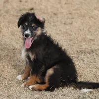 Briley - Black Tri Male, a male Miniature Aussiedoodle for sale in Lawton, OK – Photo 2 of 10