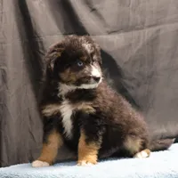 Briley - Black Tri Male, a male Miniature Aussiedoodle for sale in Lawton, OK – Photo 9 of 10