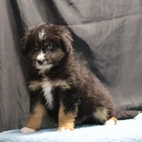 Briley - Black Tri Male, a male Miniature Aussiedoodle for sale in Lawton, OK – Photo 8 of 10