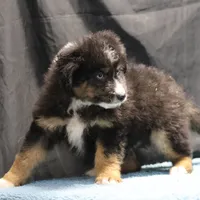 Briley - Black Tri Male, a male Miniature Aussiedoodle for sale in Lawton, OK – Photo 7 of 10