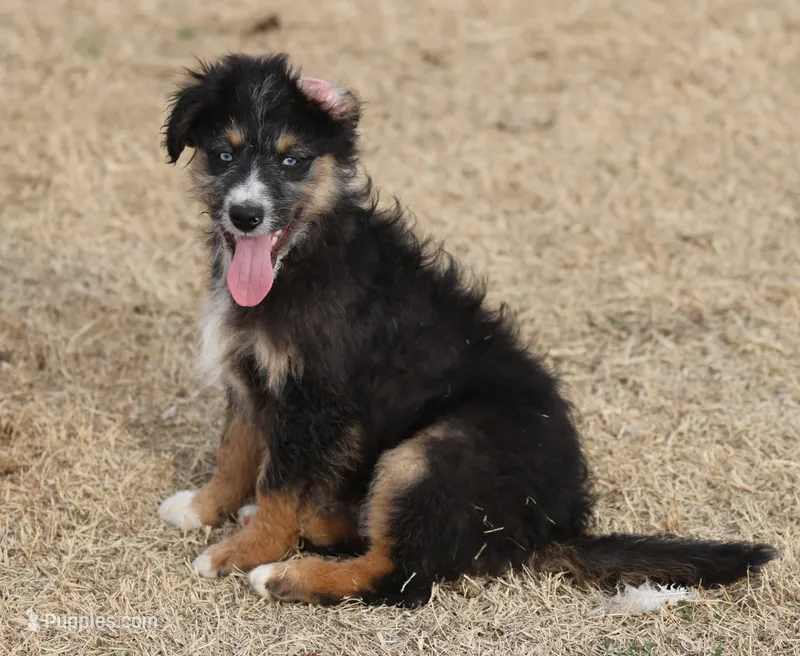 Briley - Black Tri Male