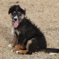 Briley - Black Tri Male, a male Miniature Aussiedoodle for sale in Lawton, OK – Photo 1 of 10
