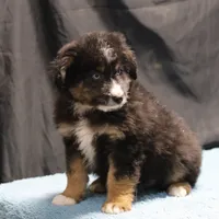 Briley - Black Tri Male, a male Miniature Aussiedoodle for sale in Lawton, OK – Photo 10 of 10