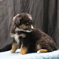 Briley - Black Tri Male, a male Miniature Aussiedoodle for sale in Lawton, OK – Photo 4 of 10