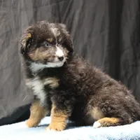 Briley - Black Tri Male, a male Miniature Aussiedoodle for sale in Lawton, OK – Photo 6 of 10
