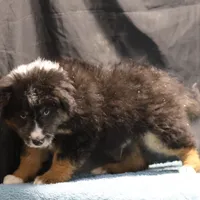 Briley - Black Tri Male, a male Miniature Aussiedoodle for sale in Lawton, OK – Photo 5 of 10