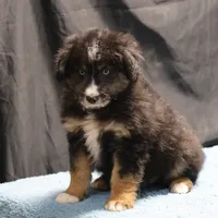 Briley - Black Tri Male, a male Miniature Aussiedoodle for sale in Lawton, OK – Photo 3 of 10