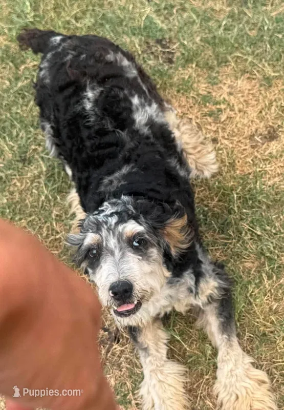 Stormi - Blue Merle Male – Miniature Australian Shepherd puppy for sale in Lawton, OK
