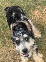 Stormi - Blue Merle Male, a male Miniature Australian Shepherd for sale in Lawton, OK – 2 of 9