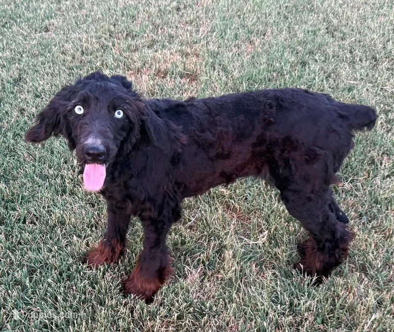 Stormi - Black Bi Female – Miniature Australian Shepherd puppy for sale in Lawton, OK