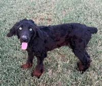 Stormi - Black Bi Female, a female Miniature Australian Shepherd for sale in Lawton, OK – 2 of 9