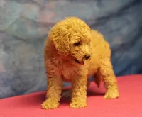Tiffany - Cream Female, a female Goldendoodle for sale in Lawton, OK – 9 of 10